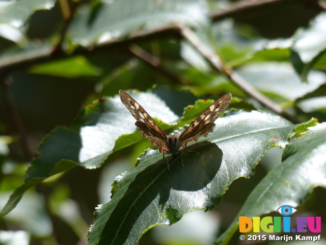 FZ020099 Speckled Wood (Pararge aegeria)